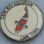 Cape Koi Aquarium small white pin with Sanke